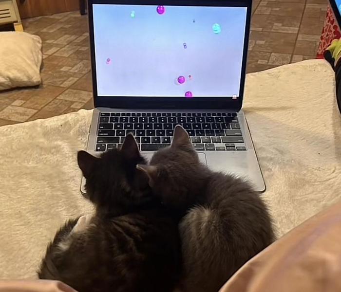 Ảnh mèo ngáo ngồi máy tính cute