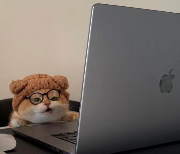 Ảnh mèo ngáo ngồi máy tính cute