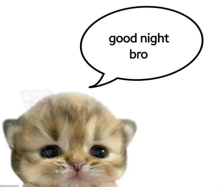 Hình meme mèo chúc ngủ ngon đáng yêu hài hước