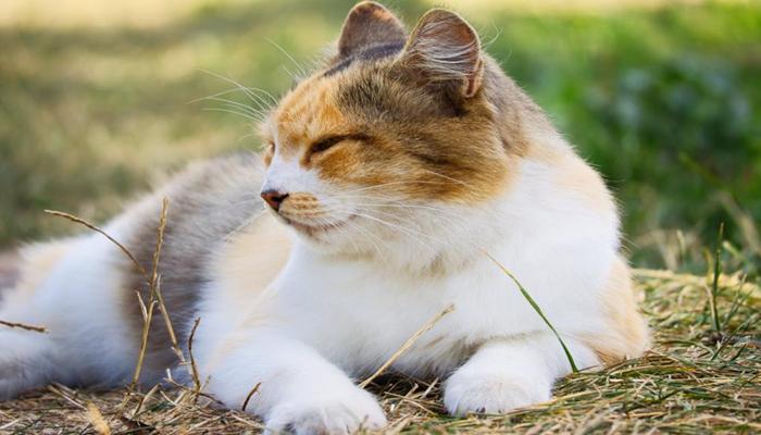 Ảnh mèo tam thể đẹp