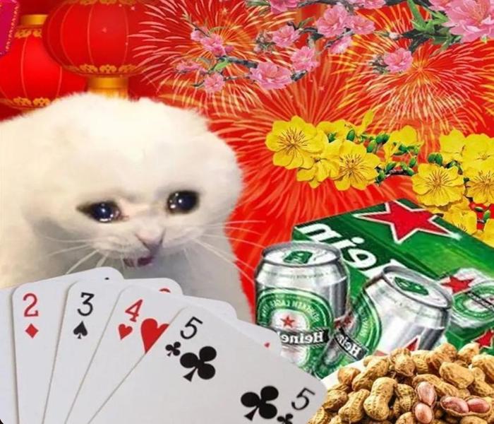 Ảnh mèo Tết