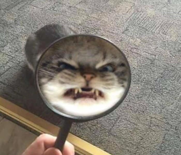 Avatar mèo meme cute
