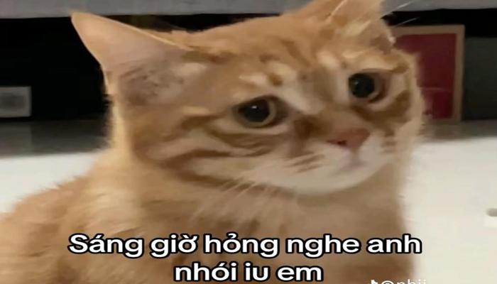 Hình meme mèo vàng hài xỉu