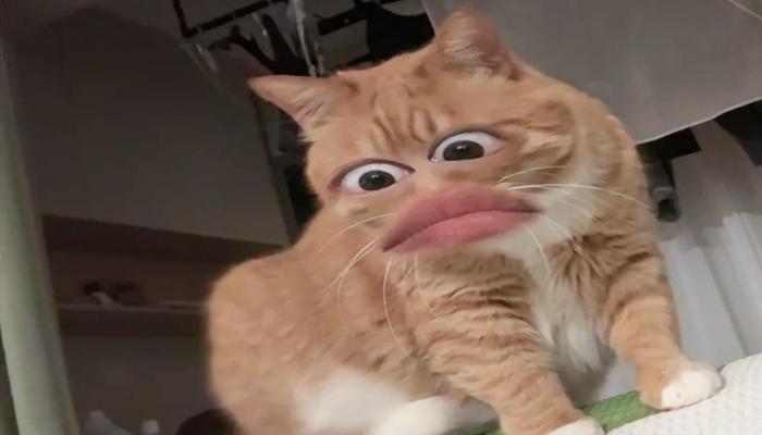 Hình ảnh mèo meme hài hước