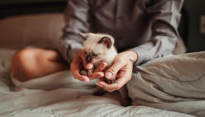 Ảnh mèo xiêm bé xíu