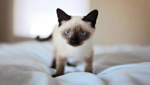 Ảnh mèo xiêm bé xíu