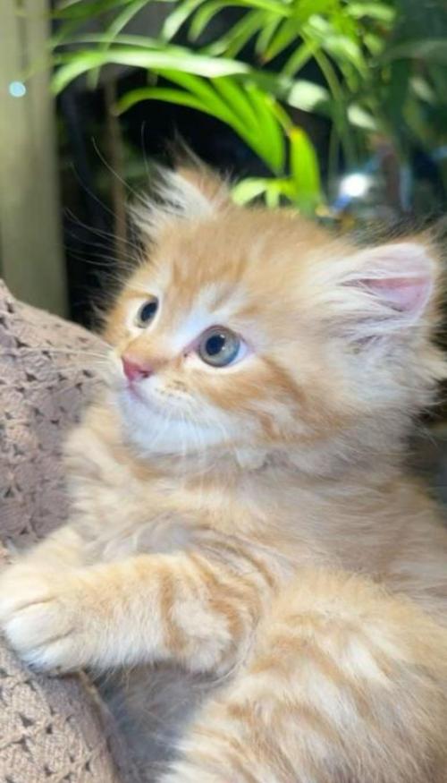Hình nền điện thoại ảnh mèo vàng cute