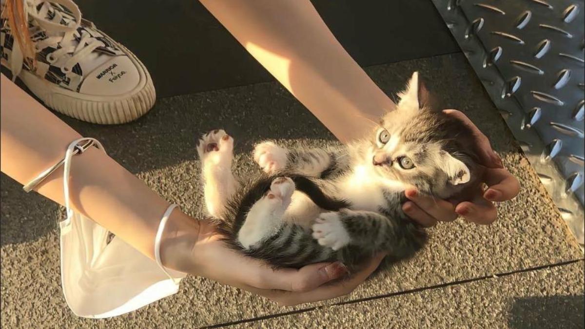 Hình nền em mèo con cho máy tính