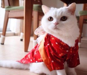Ảnh mèo tết avatar