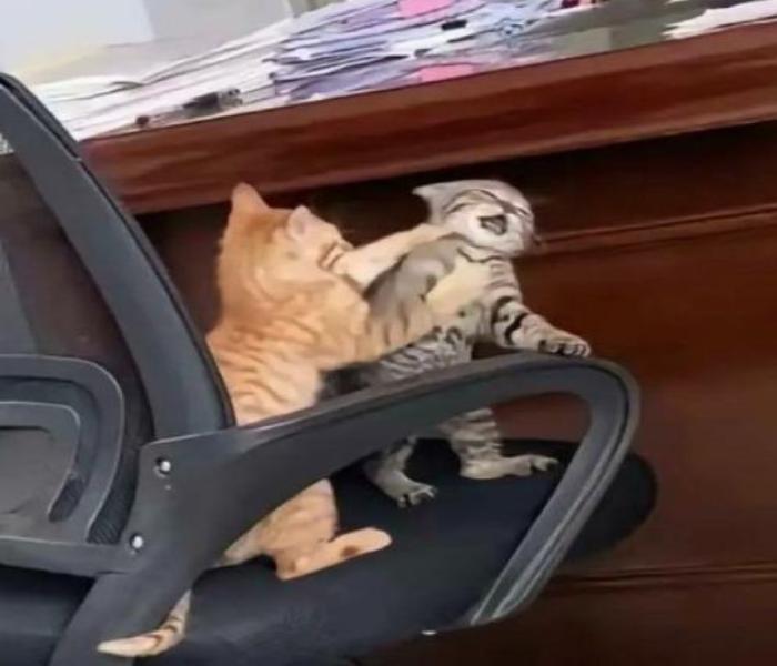 Avatar mèo đôi đánh nhau hài hước