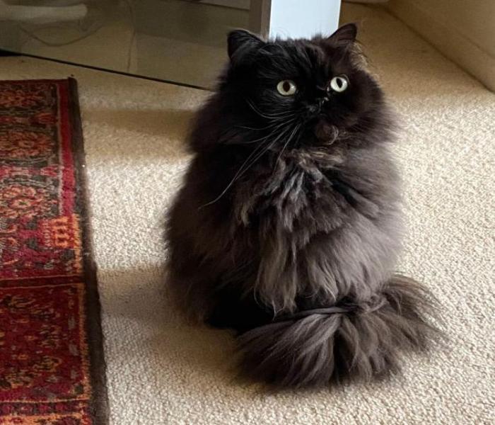 Hình ảnh mèo mun, mèo đen cute
