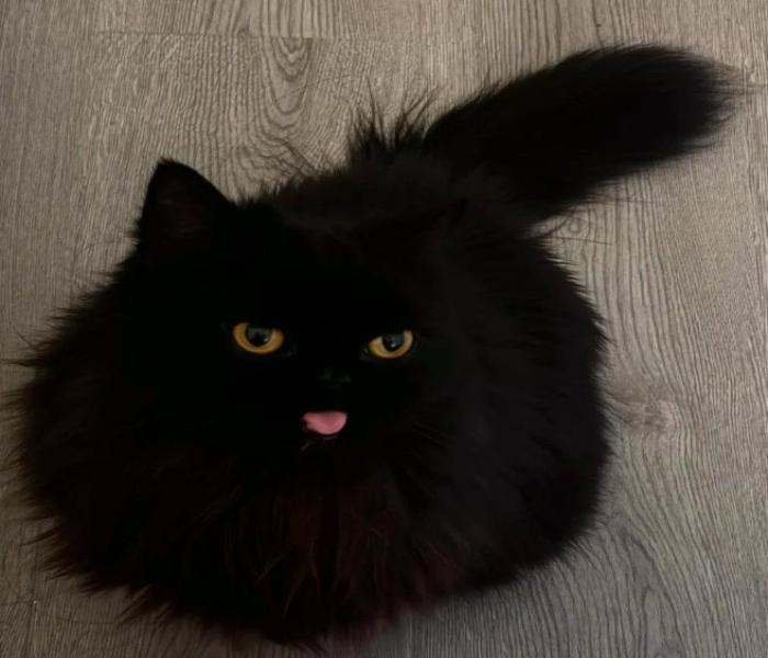 Hình ảnh mèo mun, mèo đen cute