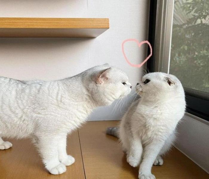 Ảnh avatar mèo đôi yêu nhau