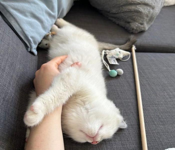 Avatar mèo ngủ cute 