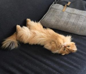 Ảnh mèo vàng siêu xịn