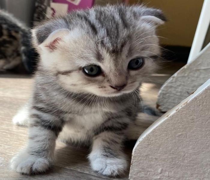 Ảnh mèo xám xinh cute