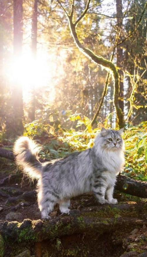 Hình nền điện thoại ảnh mèo đực cute