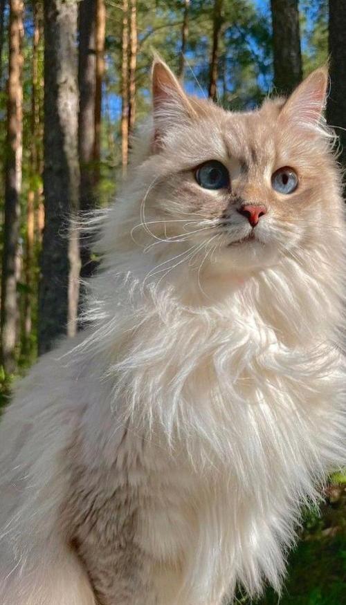 Hình nền điện thoại ảnh mèo đực cute