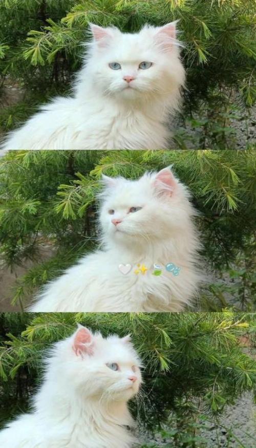 Hình nền điện thoại ảnh mèo lông trắng cute 1