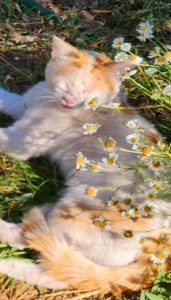 Hình nền điện thoại mèo chill