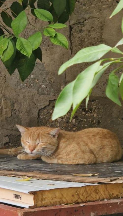 Hình nền điện thoại mèo chill