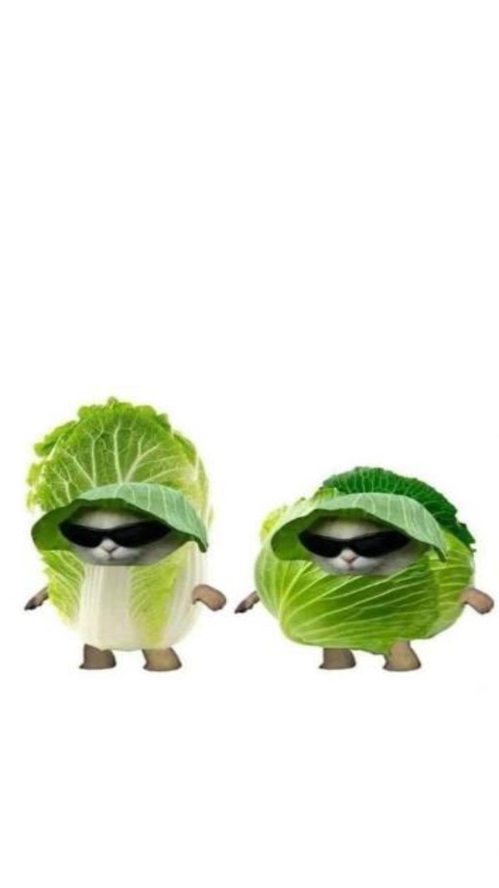 Hình nền điện thoại, zalo ảnh mèo meme hài