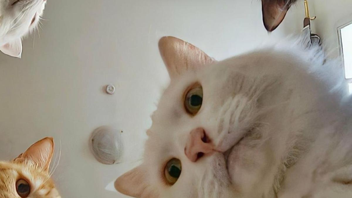 Hình nền máy tính ảnh mèo ngáo cute