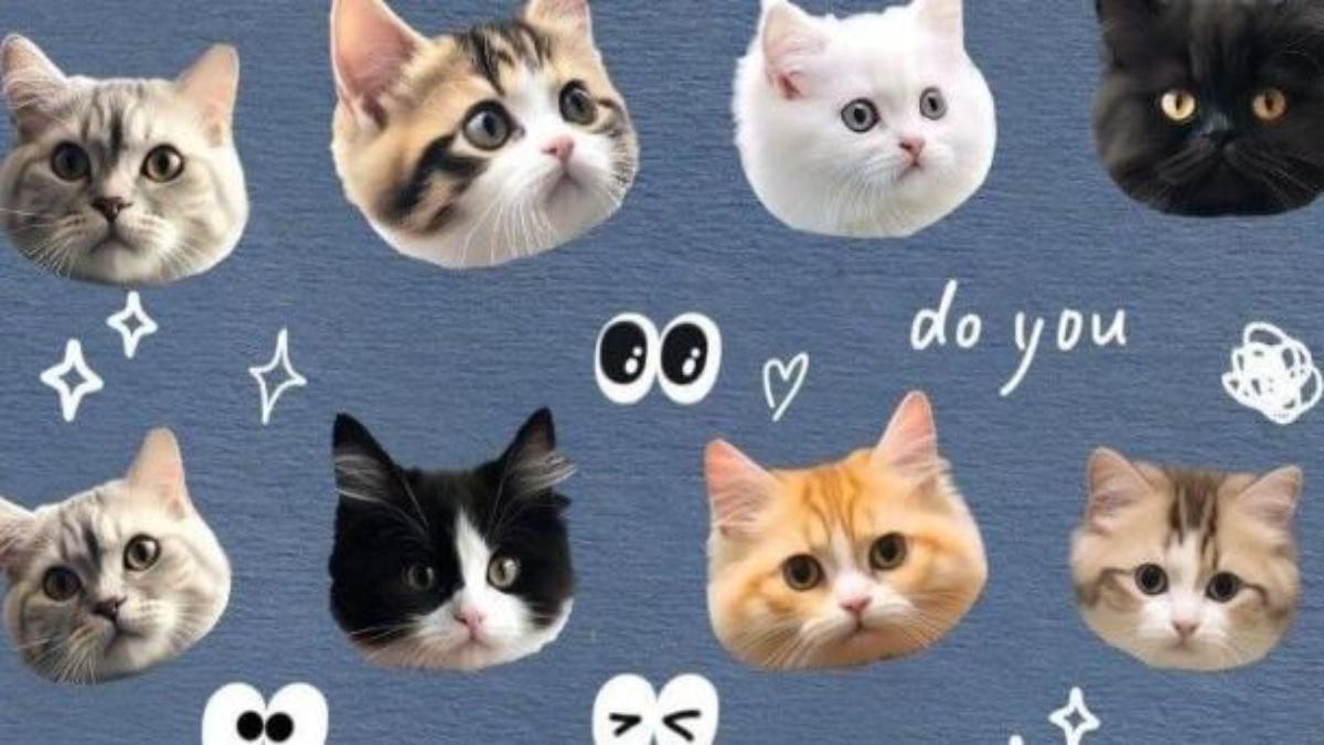 Hình nền máy tính ảnh mèo ngáo cute