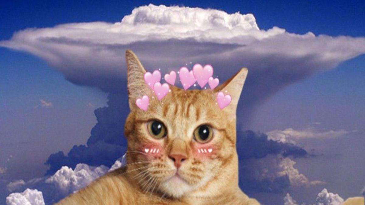 Hình nền máy tính mèo trái tim cute 4