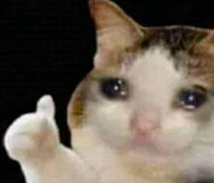 Ảnh mèo khóc meme cute