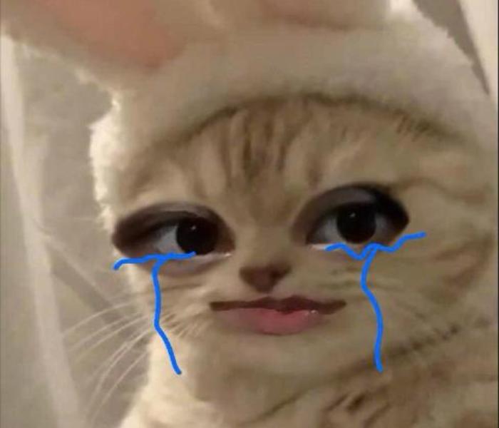 Ảnh mèo khóc meme cute