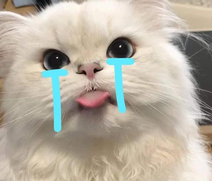 Hình meme mặt mèo khóc hài