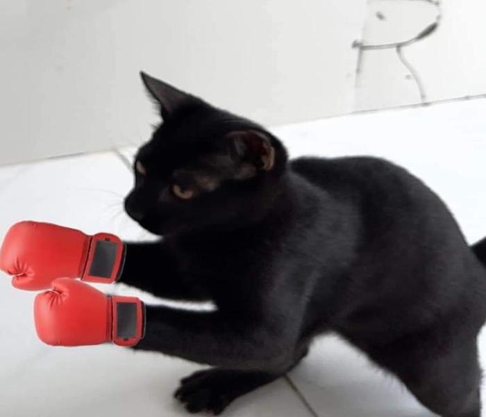 Hình ảnh mèo meme hài hước