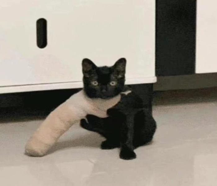 Ảnh meme mèo mun cực bựa