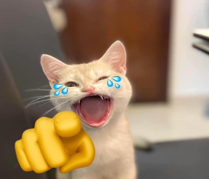 Ảnh mèo con meme hài hước
