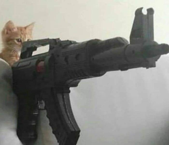 Hình mèo ngầu cầm súng đẹp, meme